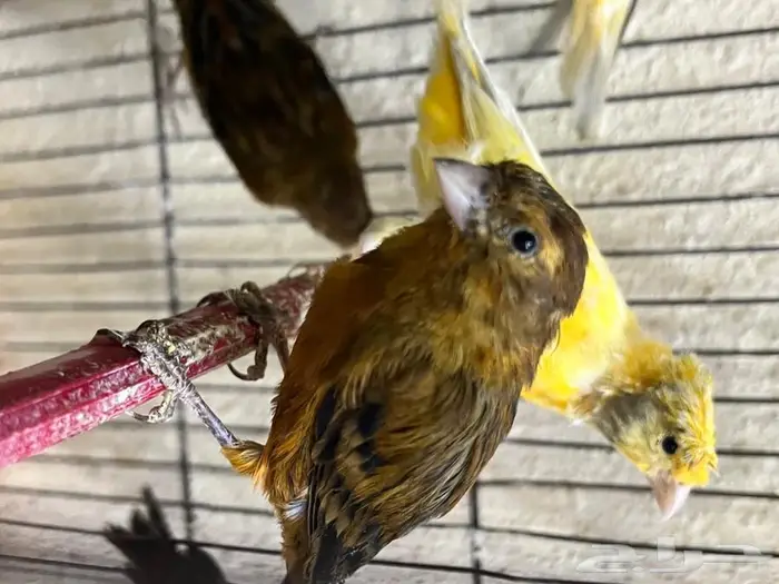 كناري مغرد 8