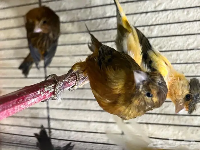 كناري مغرد 13