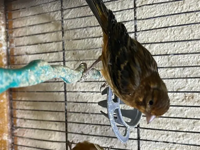 كناري مغرد 15