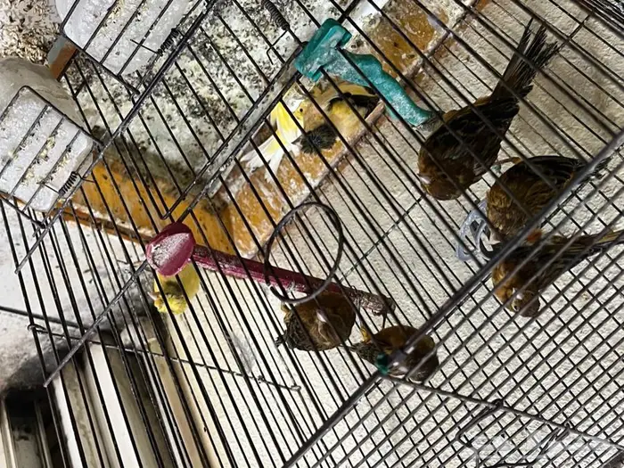 كناري مغرد 16