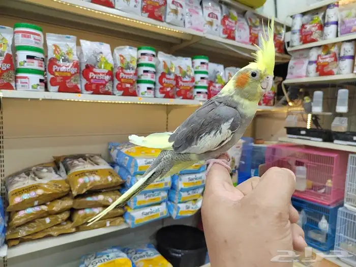 ببغاء روز كروان اليف 0