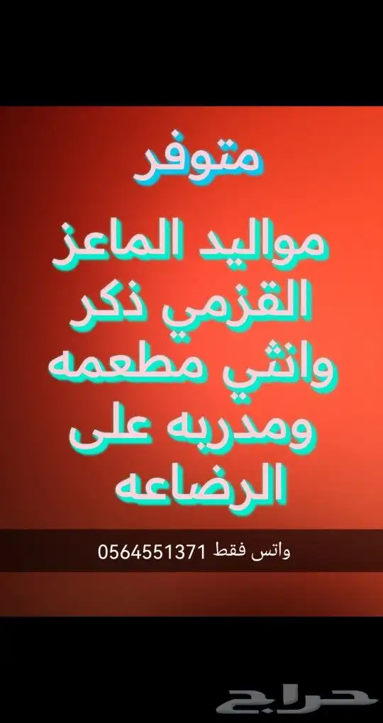 مواليد الماعز القزمي ذكر وانثي جميع الاوان 0