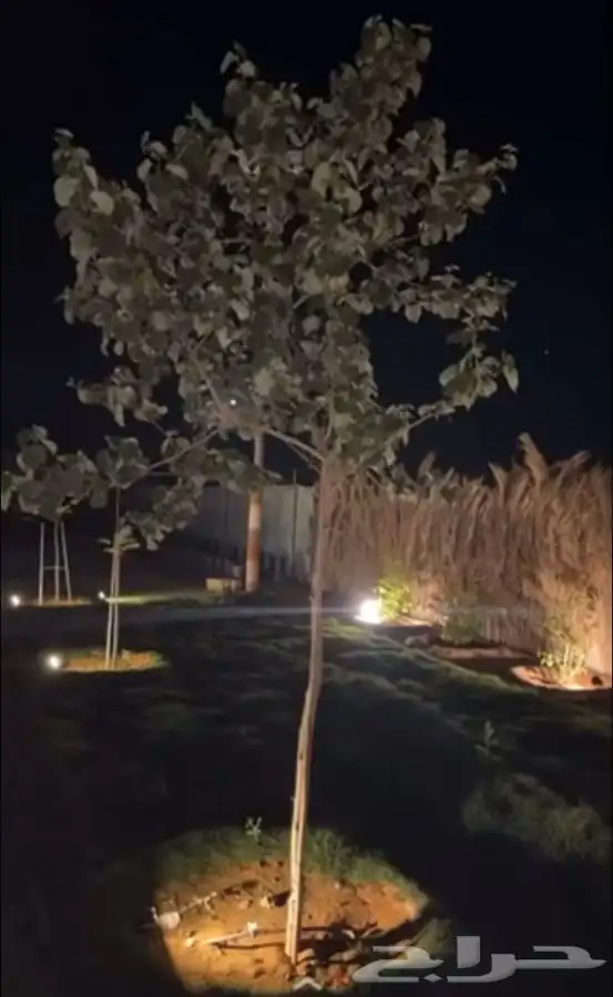 اشجار خبيز ساحلي 0