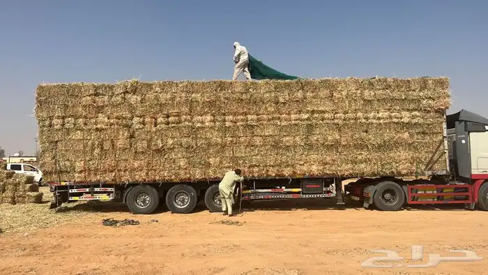 برسيم صافي درجه أولى فاخر وجميع انواع الاعلاف 2