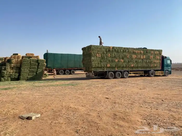 برسيم صافي درجه أولى فاخر وجميع انواع الاعلاف 1