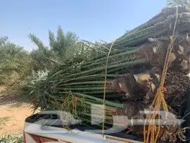 نخل للبيع طالع للجنوب 3