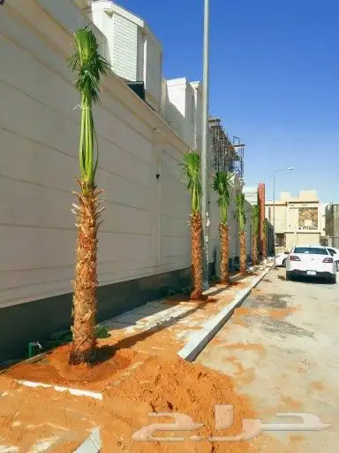 نخل للبيع طالع للجنوب 4