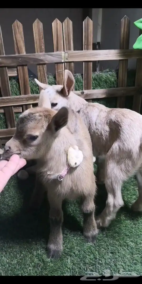 ماعز قزمي جوز ذكر وانثي العمر 17يوم 3