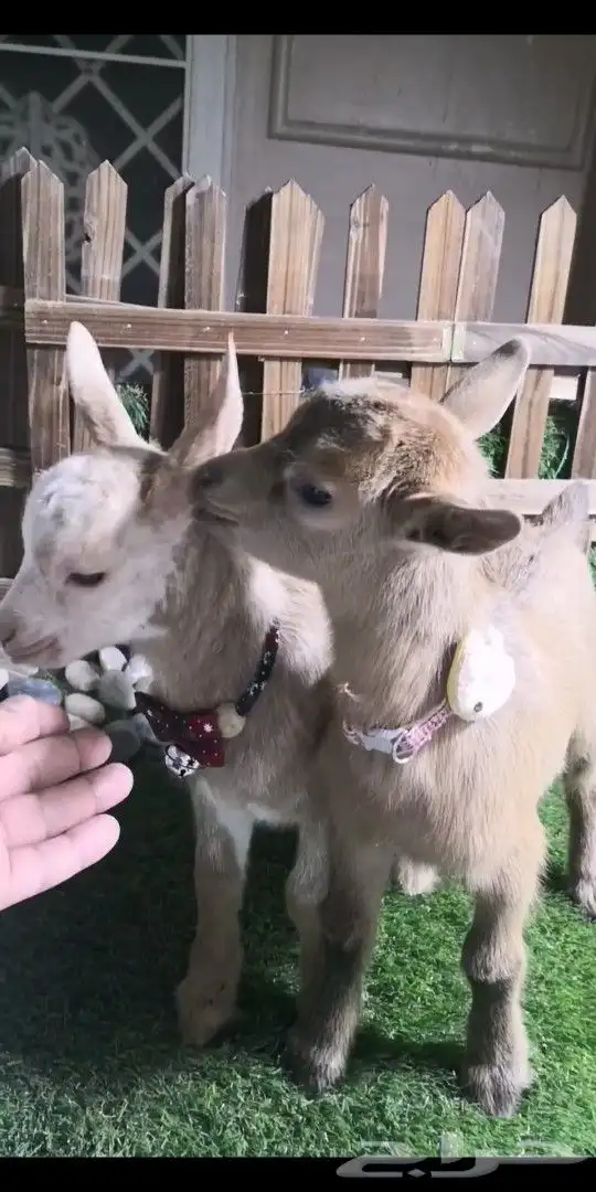 ماعز قزمي جوز ذكر وانثي العمر 17يوم 0