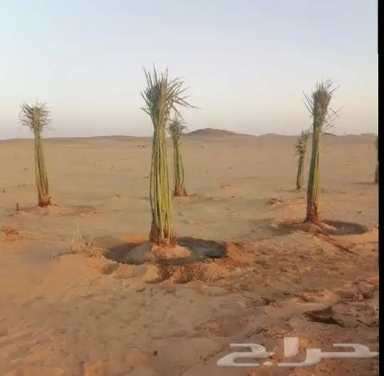 نخل للبيع طالع للجنوب 0