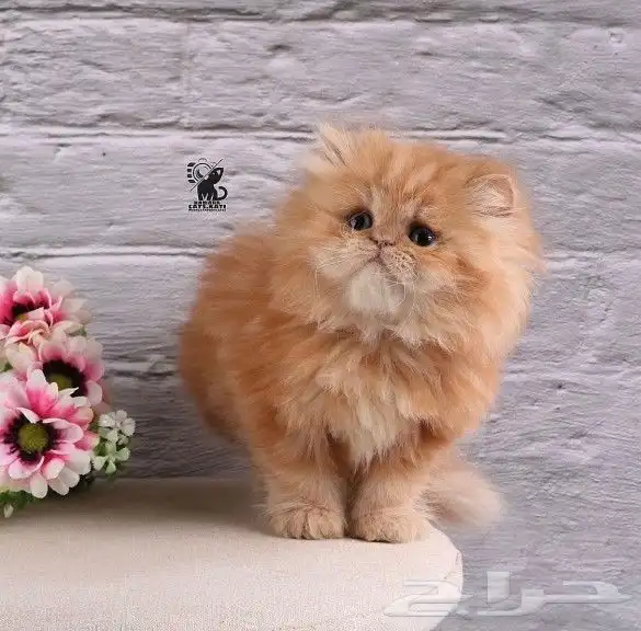 مندوب توصيل 0