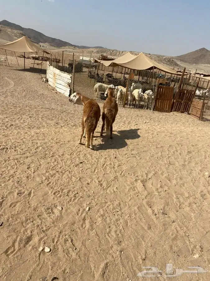 الشميسي البوابه 5