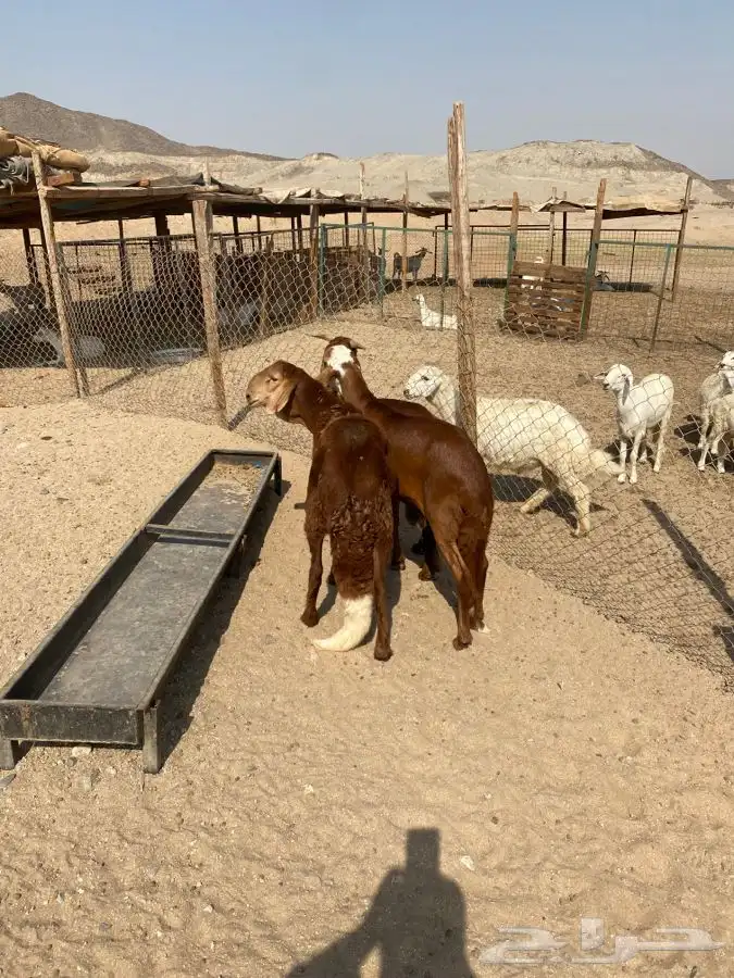 الشميسي البوابه 3