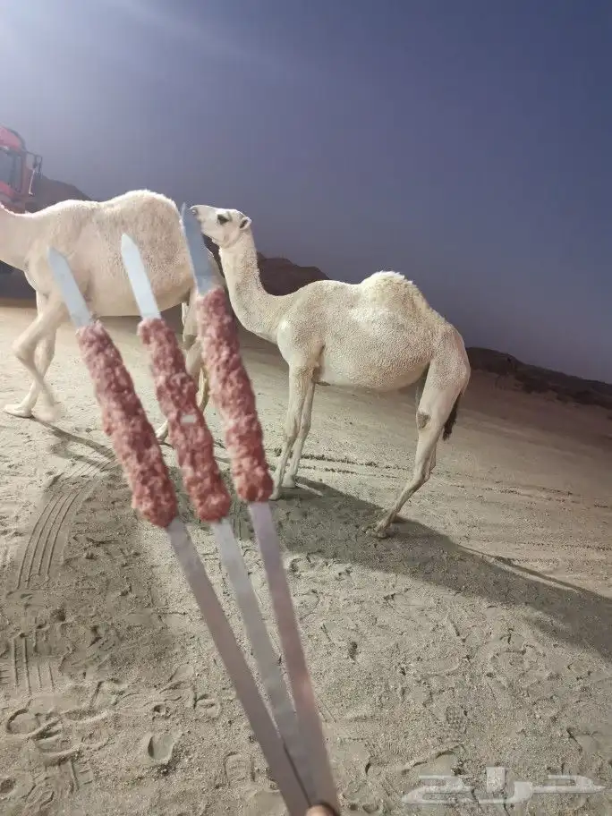 مشاوي شامية خارجية داخل وخارج (أبها) 50