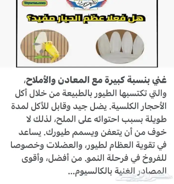 عظم حبار للطيور حجم سوبر جامبو جمله فقط 4