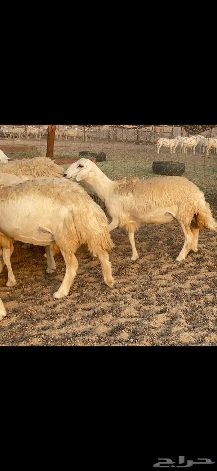 غنم حريات حرش مراح 34 0