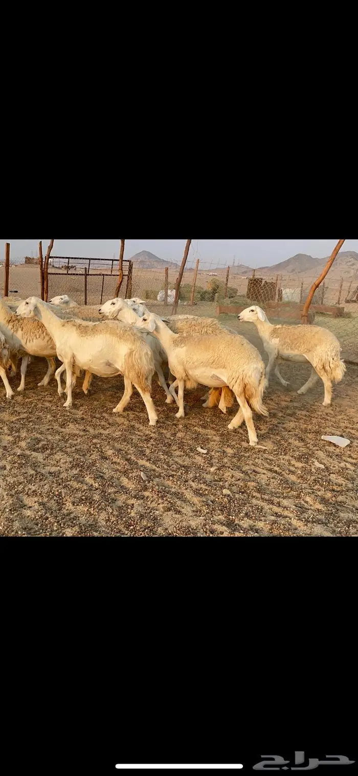 غنم حريات حرش مراح 34 1