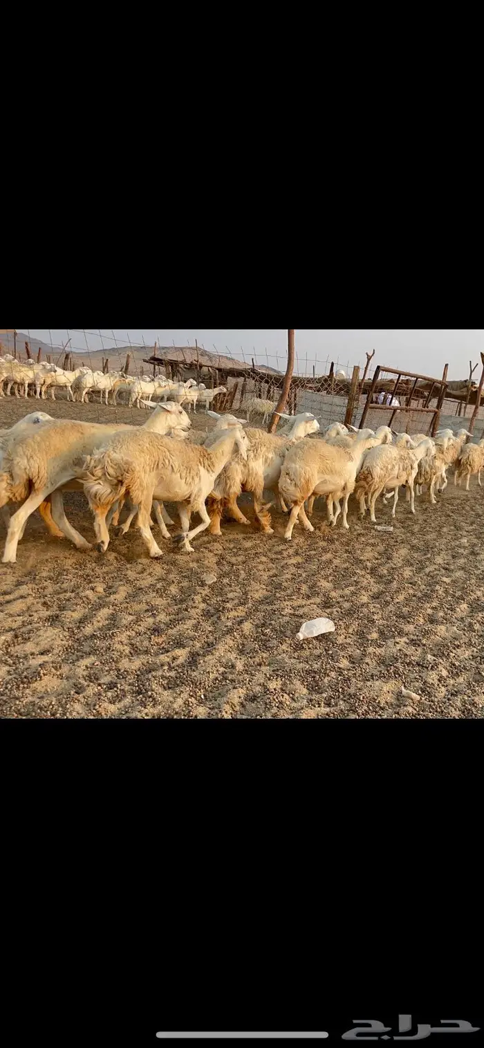 غنم حريات حرش مراح 34 7