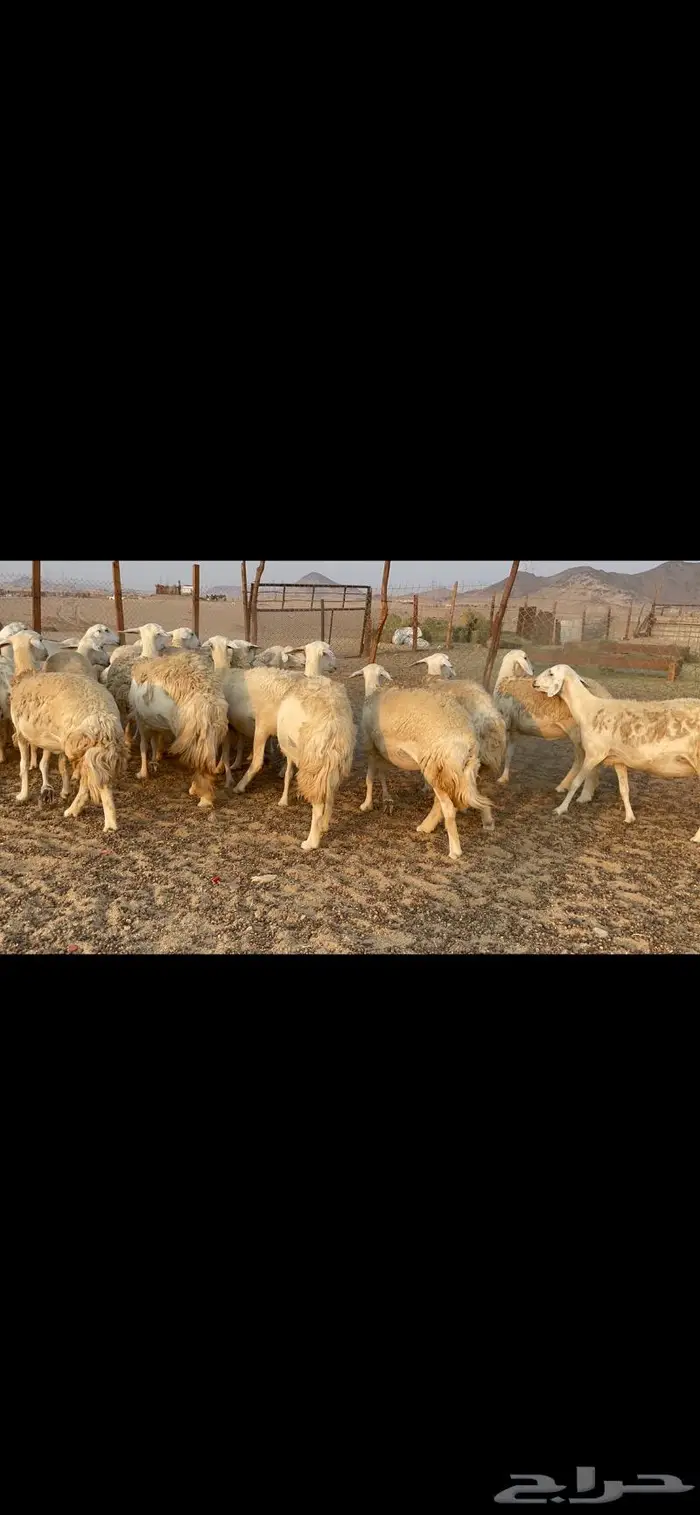 غنم حريات حرش مراح 34 8