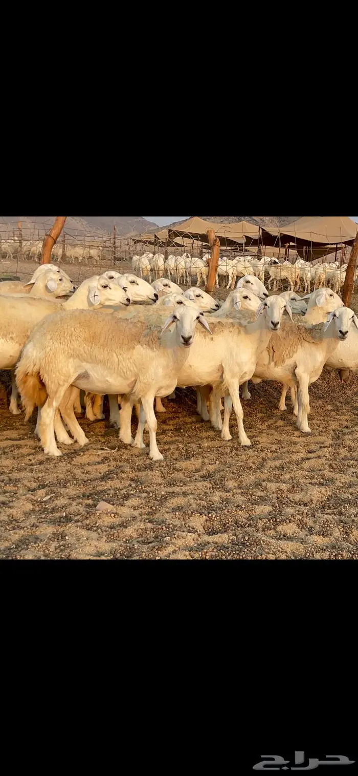 غنم حريات حرش مراح 34 9