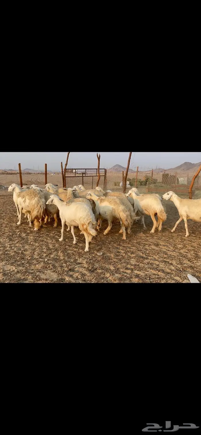 غنم حريات حرش مراح 34 10