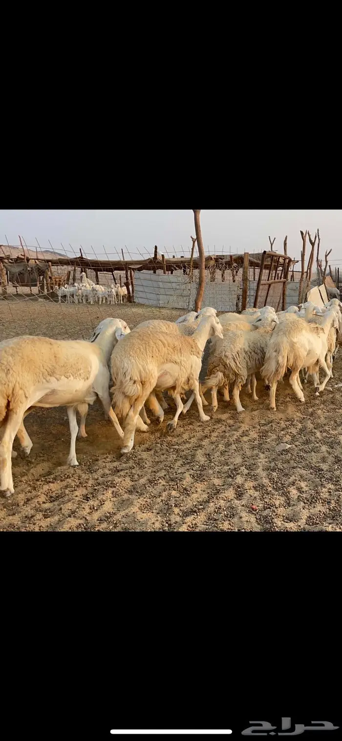 غنم حريات حرش مراح 34 12