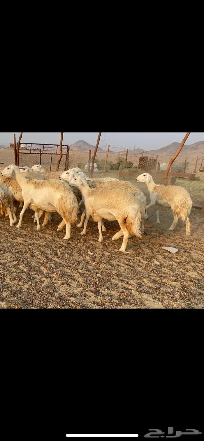 غنم حريات حرش مراح 34 4