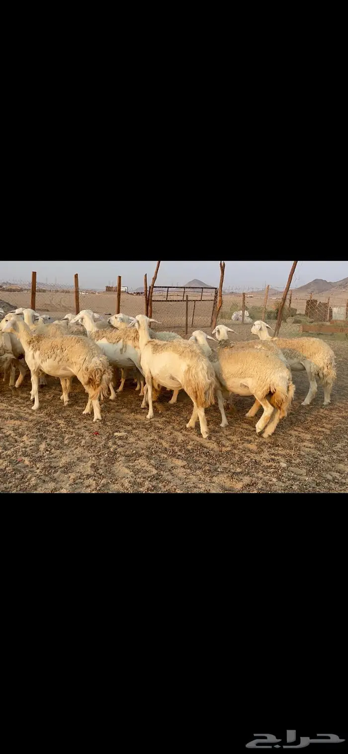 غنم حريات حرش مراح 34 5