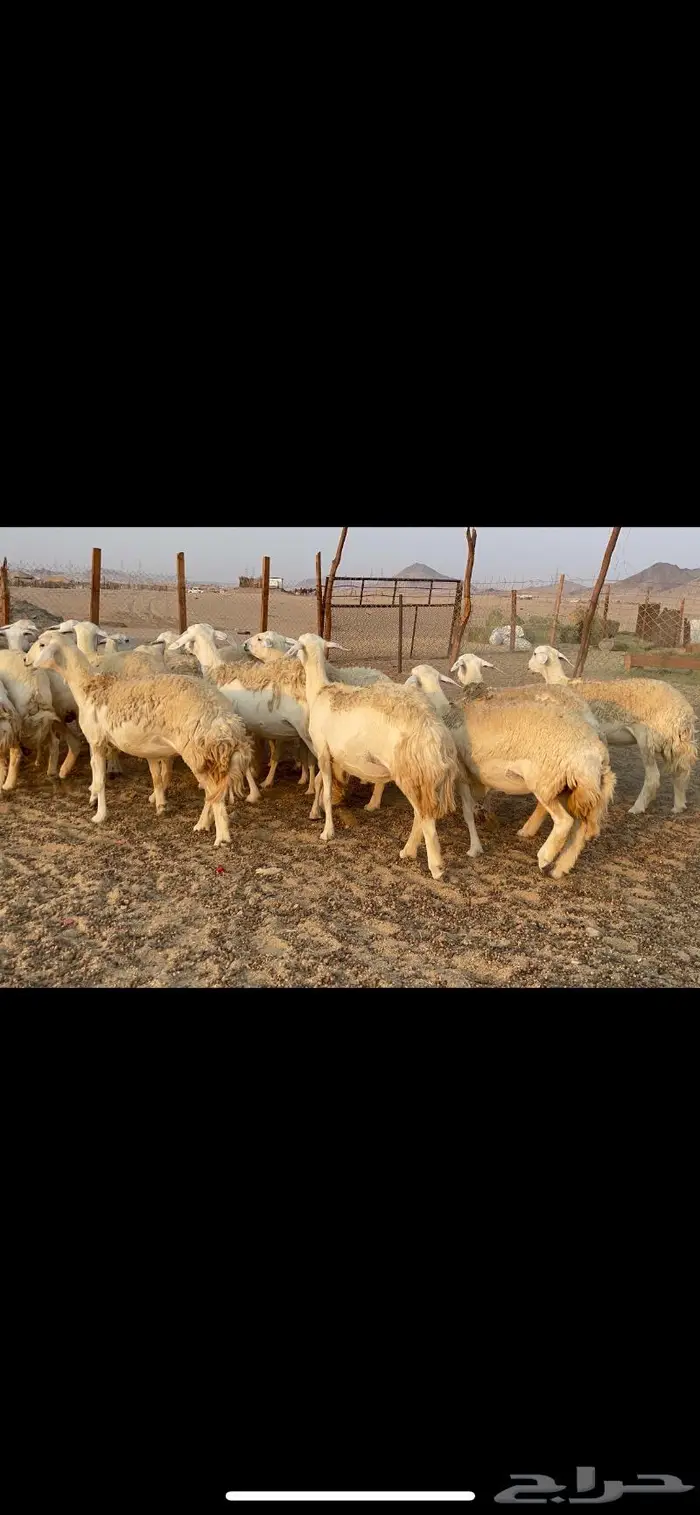 غنم حريات حرش مراح 34 6