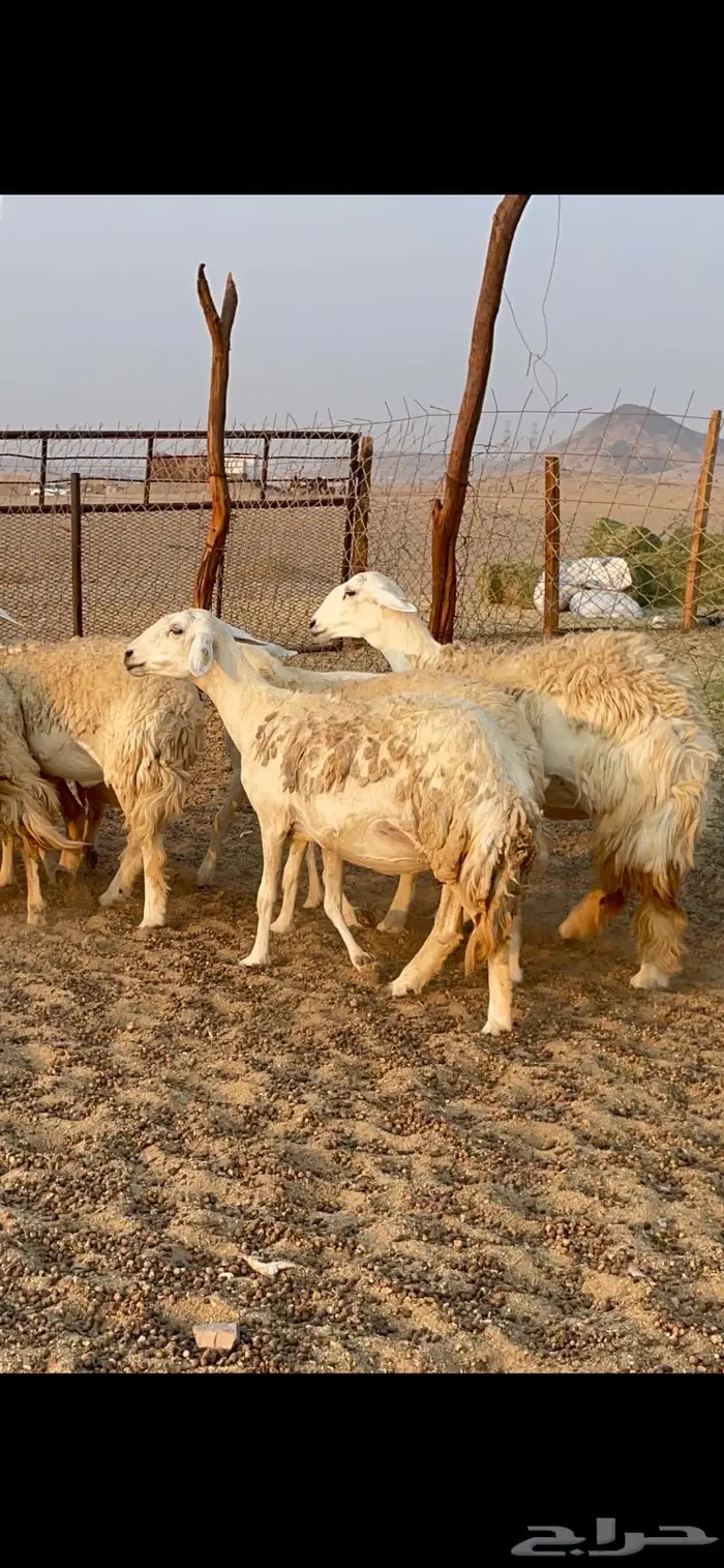 غنم حريات حرش مراح 34 18