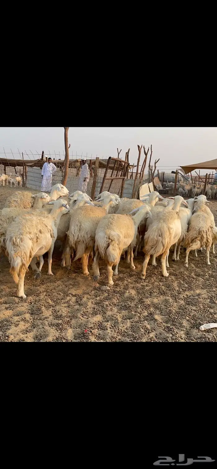 غنم حريات حرش مراح 34 19