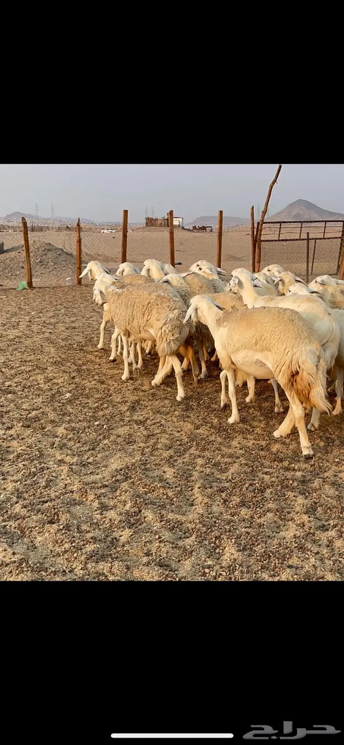 غنم حريات حرش مراح 34 13