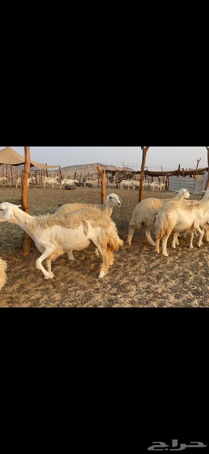 غنم حريات حرش مراح 34 14