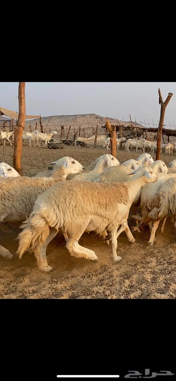 غنم حريات حرش مراح 34 15