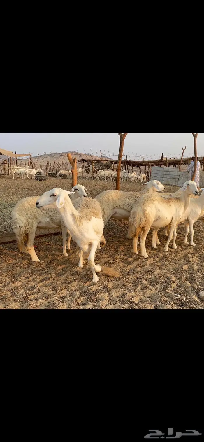 غنم حريات حرش مراح 34 16