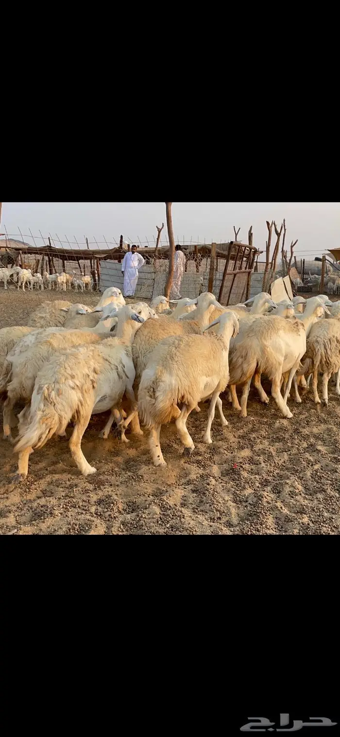 غنم حريات حرش مراح 34 17