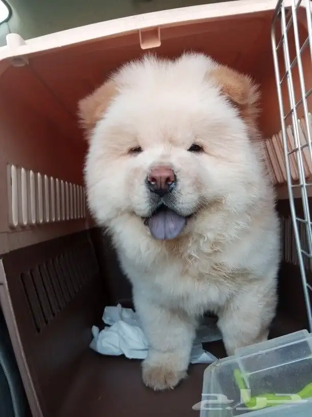 مندوب توصيل 0