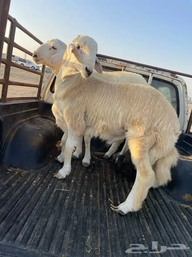 افضل واجود الذبايح الحريه توصلك لباب بيتك مجانا 5