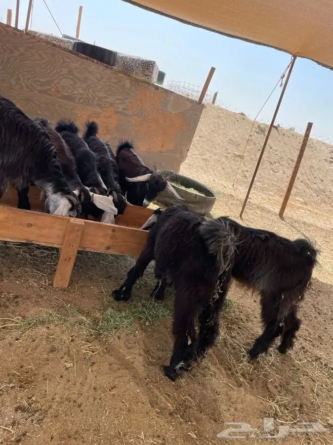 افضل واجود الذبايح الحريه توصلك لباب بيتك مجانا 1