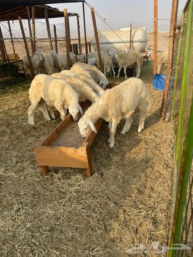 افضل واجود الذبايح الحريه توصلك لباب بيتك مجانا 2