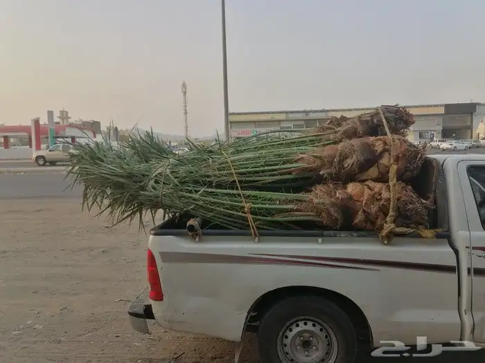 نخل للبيع 50حبه وبسعر مناسب جيزان وصبيا 0