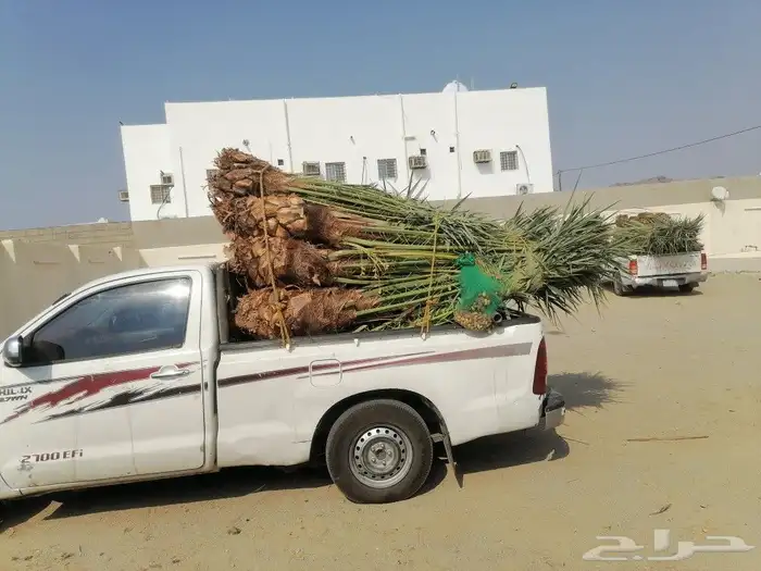 نخل للبيع 50حبه وبسعر مناسب جيزان وصبيا 5