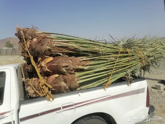 نخل للبيع 50حبه وبسعر مناسب جيزان وصبيا 11