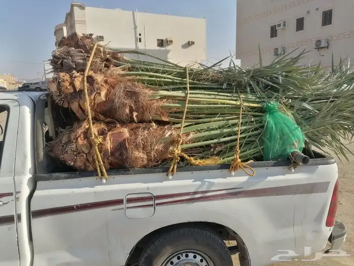نخل للبيع 50حبه وبسعر مناسب جيزان وصبيا 2