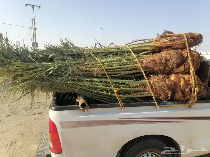نخل للبيع 50حبه وبسعر مناسب جيزان وصبيا 3