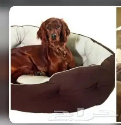 مندوب توصيل حيوانات جدة الرياض والعكس 0