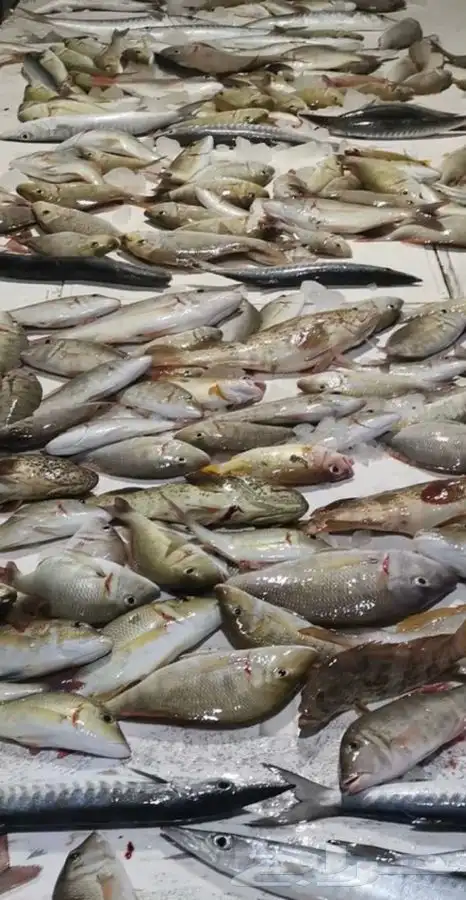 رحلات صيد فردية من ابحر 3