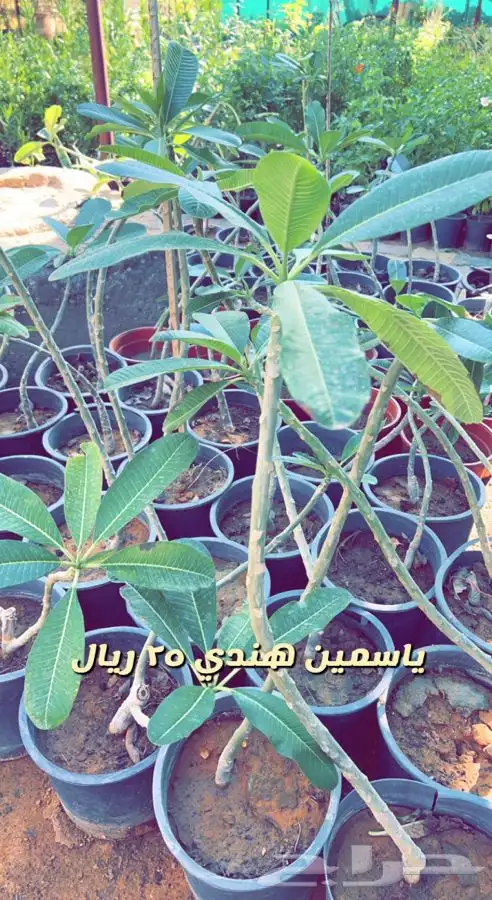 شتلات مثمره ومزهره واشجار داخليه وفخار باسعار طيبه 2