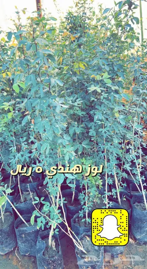 شتلات مثمره ومزهره واشجار داخليه وفخار باسعار طيبه 8