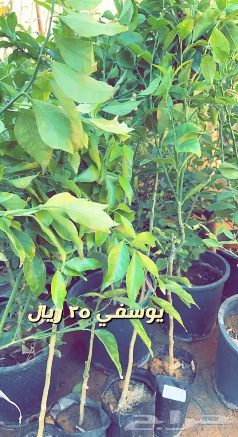 شتلات مثمره ومزهره واشجار داخليه وفخار باسعار طيبه 11